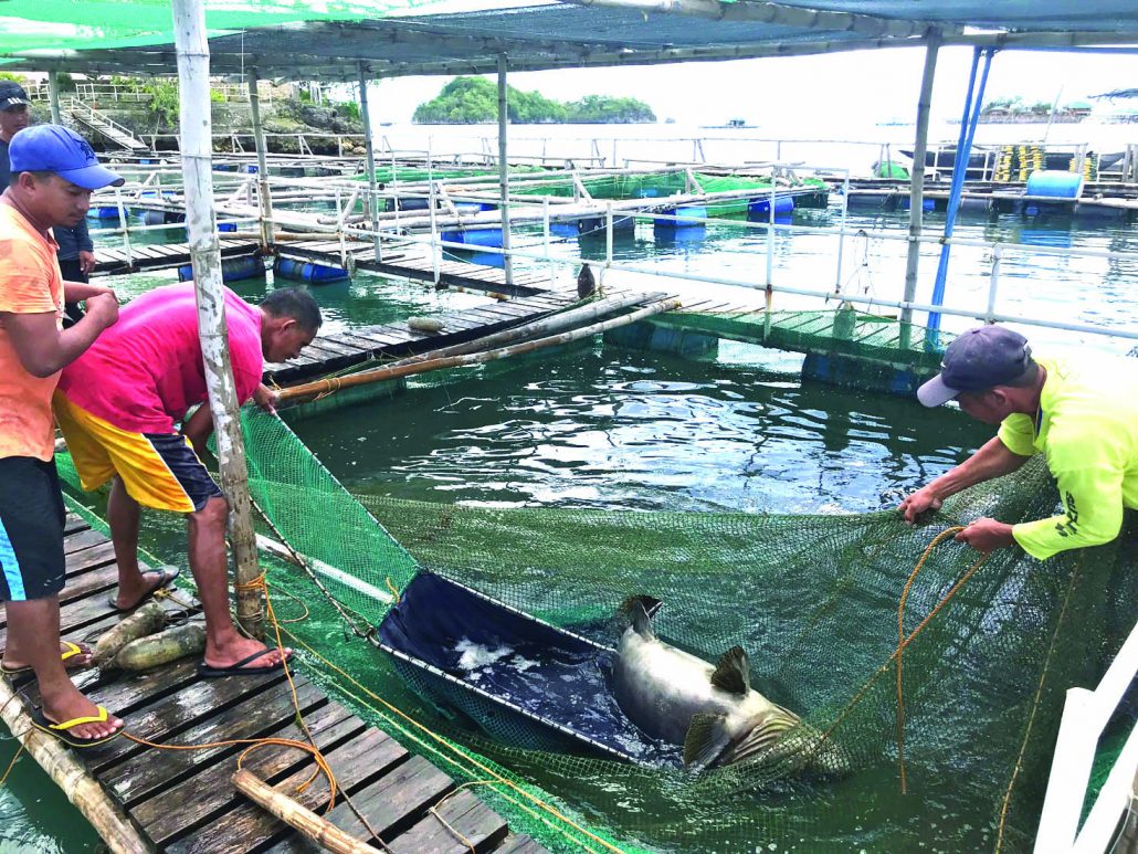 A sedated giant grouper (Epinephelus lanceolatus), locally known as lapu-lapu, is returned to its cage at Southeast Asian Fisheries Development Center’s Igang Marine Station in Guimaras, after undergoing biopsy examination to monitor its gender. PHOTO BY PA PALMA