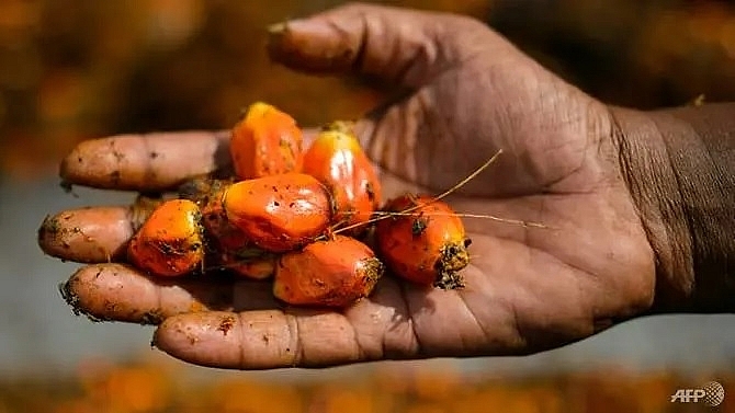 Palm oil Indonesia has filed a World Trade Organization lawsuit against the European Union over plans to phase out palm oil-based biofuel for cars. AFP