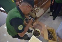 A personnel of the Philippine Drug Enforcement Agency – Region 6 prepares these boxes of illegal drugs for incineration. Confiscated between 2016 and 2018, these had been presented as evidence in drug related court cases and of no more use. IAN PAUL CORDERO/PN