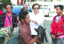 Antique sugar migrants get piggery livelihood A sugar migrant holds the native piglet he received as livelihood assistance from the provincial government of Antique. ANTIQUE PIO