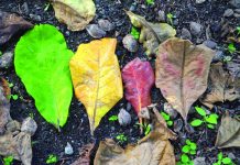 Talisay leaves may ‘revolutionize’ PH aquaculture The talisay’s brilliant green leaves during the wet season turn into shades of yellow, orange and red before falling away from the tree during summer. Photo by Rex Dianala