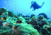 Palau first to ban ‘reef toxic’ sun cream A diver among the corals in Palau. GLOBAL_PICS