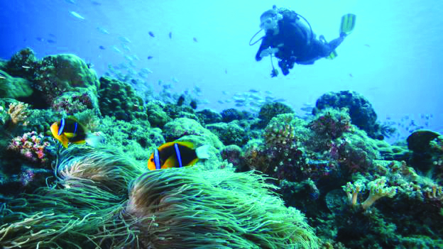 A diver among the corals in Palau. GLOBAL_PICS