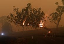 Australia uses bushfires breather to plan for next onslaught A burning gum tree is felled to stop it from falling on a car in Corbago, as bushfires continue in New South Wales, Australia on Jan. 5. REUTERS/TRACEY NEARMY