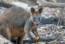 Australian tourism seeks urgent help A wallaby eats after the National Parks and Wildlife Service staff air-dropped carrots and sweet potatoes in bushfire-stricken areas around Wollemi and Yengo National Parks in New South Wales, Australia on Jan. 11. NSW DPIE ENVIRONMENT, ENERGY AND SCIENCE/HANDOUT VIA REUTERS