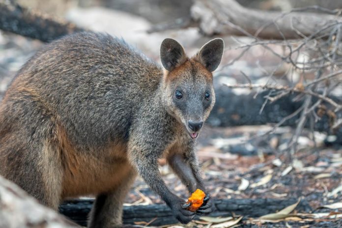 A wallaby eats after the National Parks and Wildlife Service staff air-dropped carrots and sweet potatoes in bushfire-stricken areas around Wollemi and Yengo National Parks in New South Wales, Australia on Jan. 11. NSW DPIE ENVIRONMENT, ENERGY AND SCIENCE/HANDOUT VIA REUTERS