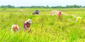 Bago City, the province’s top rice producer, yielding a total of 20 percent rice production, is scaling up its niche for organic farming.