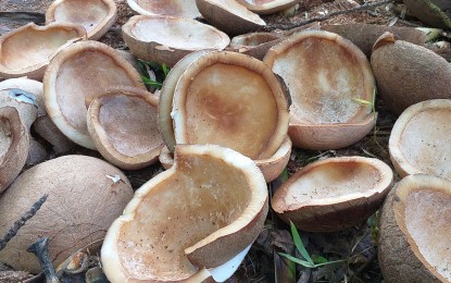 Copra According to Philippine Coconut Authority’s price watch data, the average farm gate price of copra rose to P18.36 per kilogram this week from P15.53 early of Dec. 2019. PNA