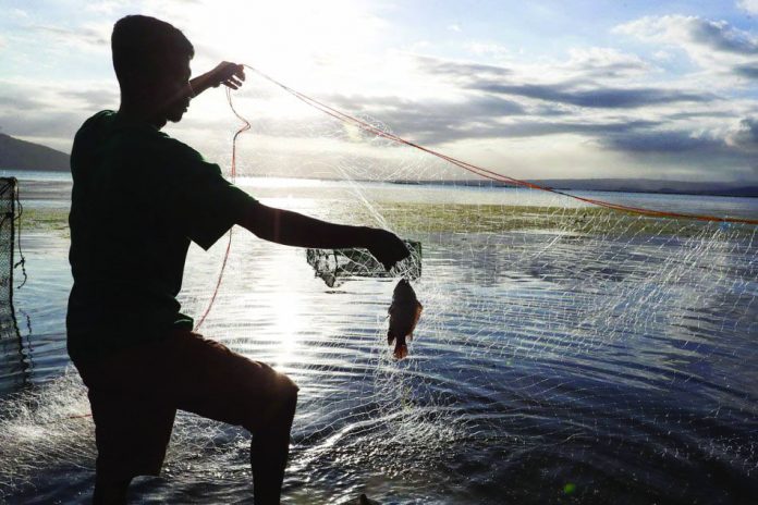 Fish kill The fish kill for bangus has started with tilapia set to follow as increased sulfur chokes oxygen out of Taal Lake, says Agriculture secretary William Dar. ABS-CBN NEWS