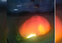 A giant pearl weighing about 13.75 kilos is displayed at a restaurant in Kalibo, Aklan in this photo obtained from a video. JUN AGUIRRE/PN