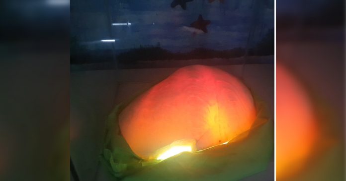 Giant pearl displayed in Aklan A giant pearl weighing about 13.75 kilos is displayed at a restaurant in Kalibo, Aklan in this photo obtained from a video. JUN AGUIRRE/PN