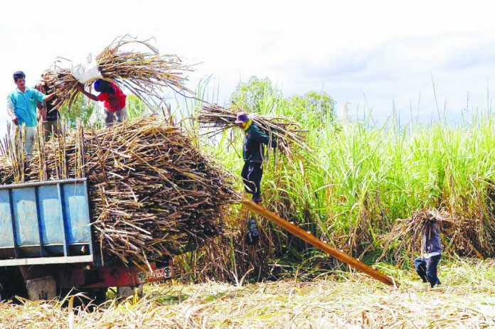 Negros’ sugar industry Senate committee on agriculture chair Cynthia Villar reiterates the need for the sugar industry to be globally-competitive since the imports liberalization will take place in just a matter of time. APF