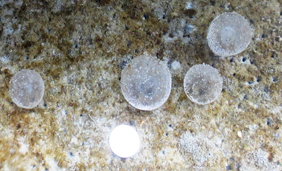 Jelly cocoons that contains the eggs of Marphysa iloiloensis at SEAFDEC/AQD’s Polychaete Hatchery in Tigbauan, Iloilo. Photo by MAE Mandario