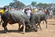 ANIMAL CRUELTY? | ‘Pasungay’ values animals – San Joaquin mayor RAGING BULLS. Two carabaos duel in San Joaquin, Iloilo in this undated photo. For over a century, the pasungay tradition is the highlight of San Joaquin’s yearly fiesta celebration. PN FILE PHOTO