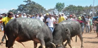 RAGING BULLS. Two carabaos duel in San Joaquin, Iloilo in this undated photo. For over a century, the pasungay tradition is the highlight of San Joaquin’s yearly fiesta celebration. PN FILE PHOTO