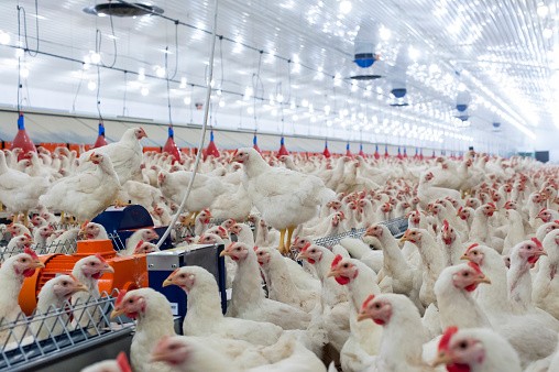 Poultry products Under Memorandum Order 05, Series of 2020, the Philippines temporarily bans the importation of poultry products from Poland. GLOBAT MEAT NEWS