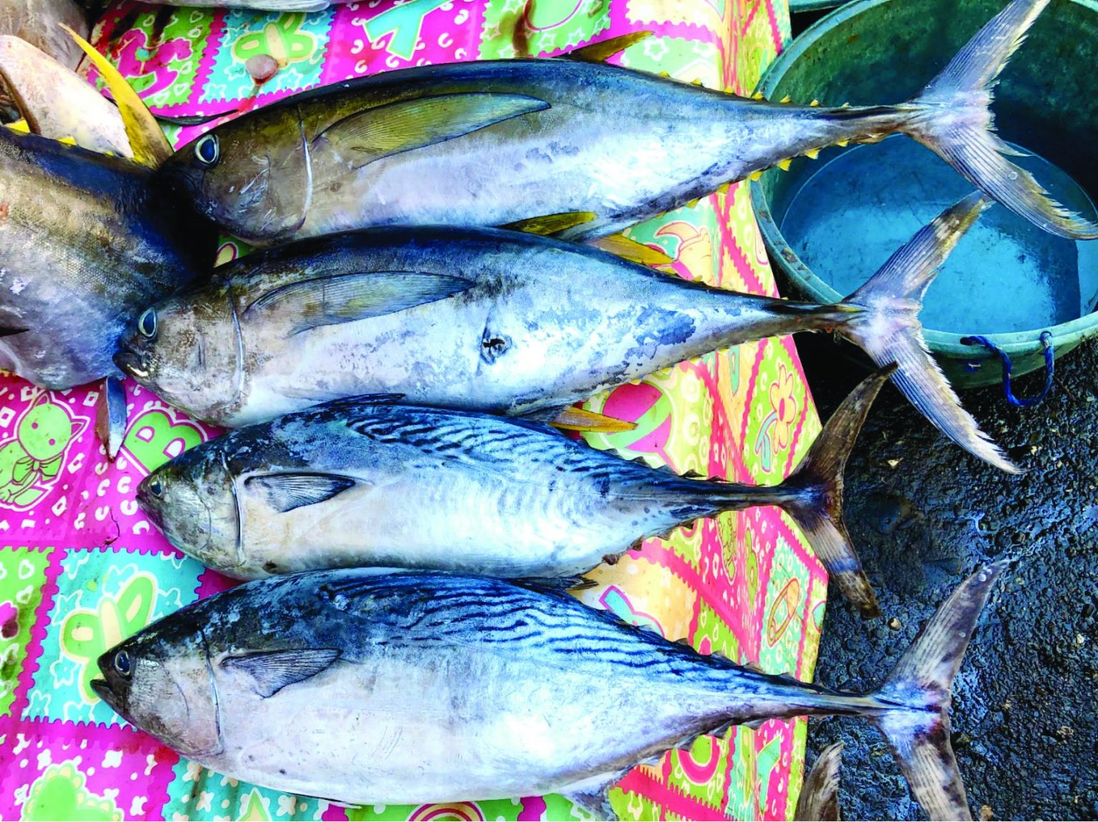 Research project for tuna farming in PH takes off