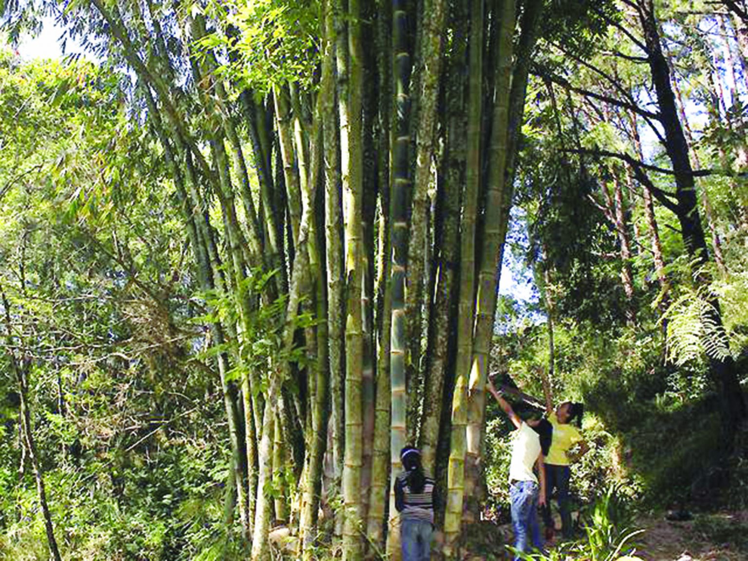 13Khectare land in WV eyed for bamboo plantation