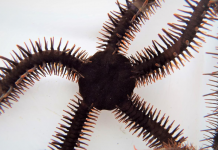 No eyes? No problem: Marine creature expands boundaries of vision A red brittle star, Ophiocoma wendtii, is seen in this image released on January 2, 2020. REUTERS