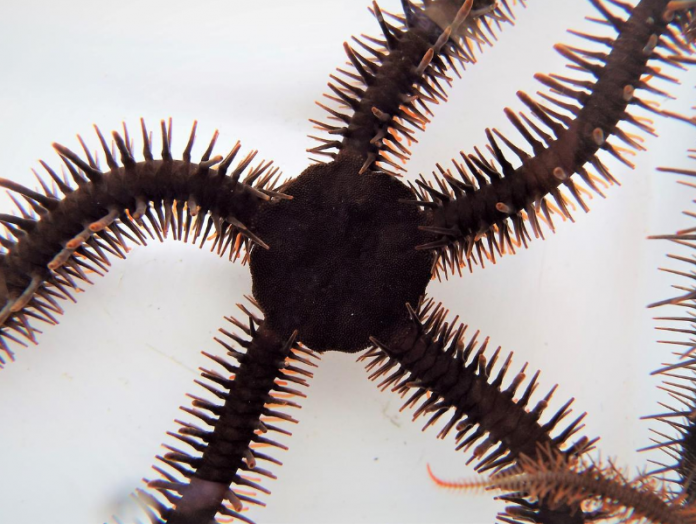 red brittle star, Ophiocoma wendtii A red brittle star, Ophiocoma wendtii, is seen in this image released on January 2, 2020. REUTERS