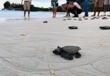 Boracay frees 66 Olive Ridley turtle hatchlings A hatchling of an Olive Ridley sea turtle makes its way into the ocean after emerging from its nest in Boracay Island, Malay, Aklan on Jan. 9. A total of 66 hatchlings were released into the ocean on Jan 10. PHOTOS FROM HARON DEO VARGAS