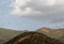 UN calls for int’l help amid swarms of locusts in East Africa Swarms of locusts are seen almost covering the sky in East Africa. Countries in this African region, according to reports, have not faced a locust infestation this size in decades. REUTERS