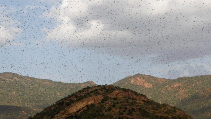 world Africa Swarms of locusts are seen almost covering the sky in East Africa. Countries in this African region, according to reports, have not faced a locust infestation this size in decades. REUTERS