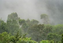6 indigenous people killed in Nicaragua Armed men reportedly attacked an indigenous community at a jungle in Nicaragua, killing at least six people and kidnapping 10 others, rights groups said. GETTY IMAGES