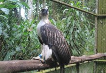 AboitizPower celebrates eagle Pangarap’s 21st hatchday Pangarap is currently housed at the Philippine Eagle Center in Malagos, Davao City.