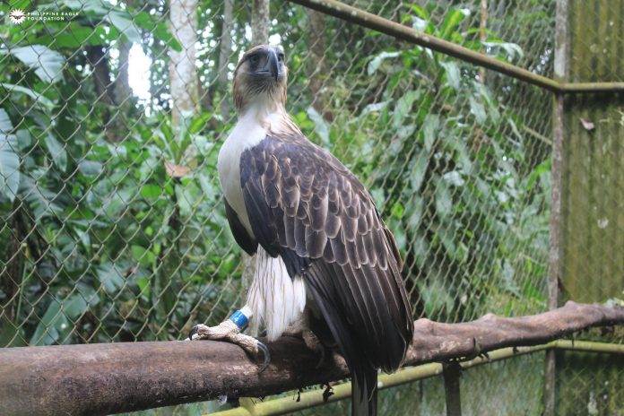 AboitizPower celebrates eagle Pangarap’s 21st hatchday 1 Pangarap is currently housed at the Philippine Eagle Center in Malagos, Davao City.