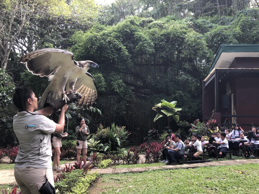 The majestic bird of prey demonstrates its elegance in front of the crowd.