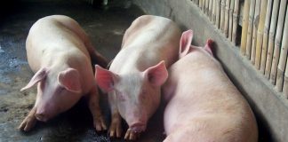 The African Swine Fever outbreak in Davao Occidental could have been caused by swill or food waste imported from ASF-hit Indonesia, authorities said Friday. EDGE DAVAO