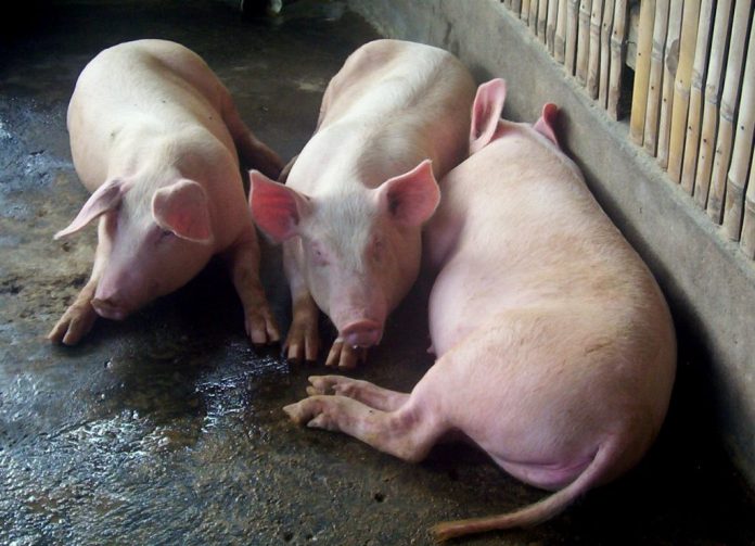 ASF Davao The African Swine Fever outbreak in Davao Occidental could have been caused by swill or food waste imported from ASF-hit Indonesia, authorities said Friday. EDGE DAVAO