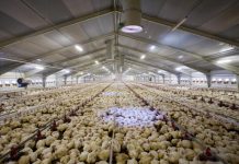 Researchers detect H5N8 strain of bird flu in Hong Kong for 1st time The Department of Agriculture orders a temporary ban on the entry of poultry products and wild birds from the Czech Republic, which declared an outbreak of highly pathogenic avian influenza (HPAI) H5N8. BAUER