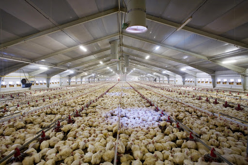 B2 - Banner The Department of Agriculture orders a temporary ban on the entry of poultry products and wild birds from the Czech Republic, which declared an outbreak of highly pathogenic avian influenza (HPAI) H5N8. BAUER