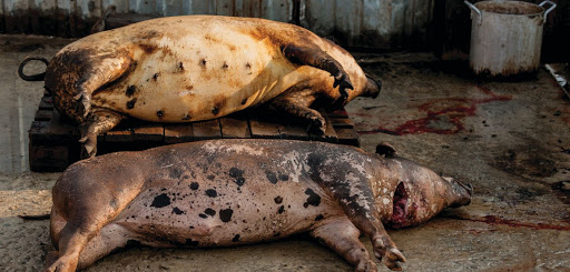 ASF The Philippine Veterinary Drug Association on Wednesday warned that the country is projected to lose 1.1 million metric tons of dressed pork if the spread of the African swine fever virus continues. PIG WORLD