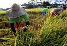 WV farmers to benefit from rice tariff law this year According to the federation’s study, the average retail price of regular milled rice (RMR) declined by P2.61 per kilo in 2019 from 2018, while the price for well-milled rice (WMR) went down by P1.99 per kilo. If the decline per kilogram of prices of RMR and WMR will be multiplied by rice consumption volume of 9.466 million metric tons, it will result in P34.16 billion savings or gains for rice consumers. MSN