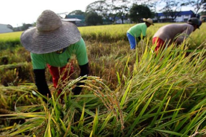 Farmer According to the federation’s study, the average retail price of regular milled rice (RMR) declined by P2.61 per kilo in 2019 from 2018, while the price for well-milled rice (WMR) went down by P1.99 per kilo. If the decline per kilogram of prices of RMR and WMR will be multiplied by rice consumption volume of 9.466 million metric tons, it will result in P34.16 billion savings or gains for rice consumers. MSN