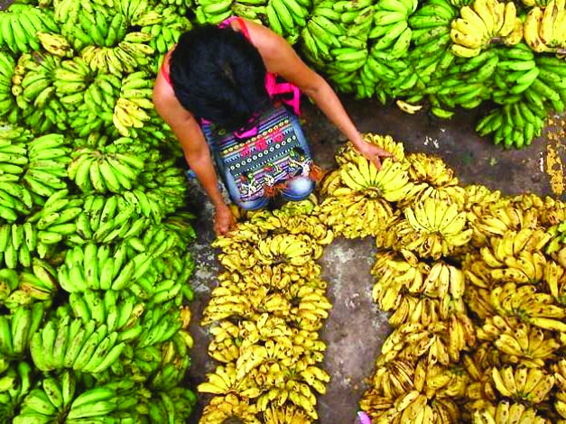 The hardest hit are the small- and medium-sized growers who deal with spot buyers, Pilipino Banana Growers & Exporters Association representatives say. GMA