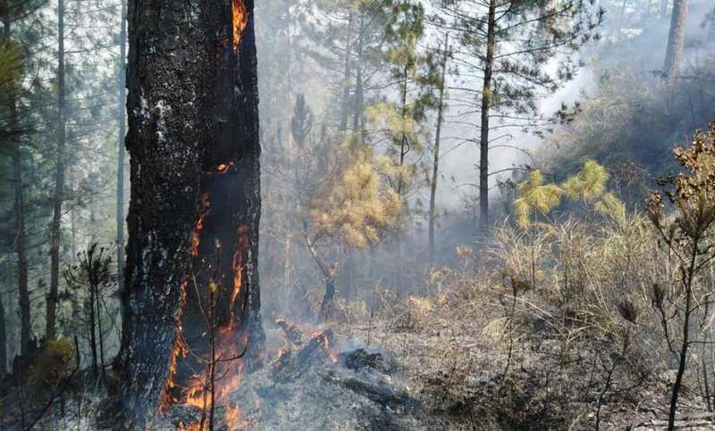 The blaze damaged more than 160,000 trees and saplings and more than 600 hectares of natural forest and national greening program area. BFP-KABAYAN FIRE STATION