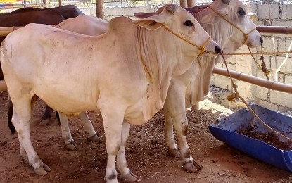 Cattle The provincial government of Negros Occidental taps the expertise of a homegrown farmer to develop a local beef brand and position the province as the cattle production center in the Visayas. PNA BACOLOD