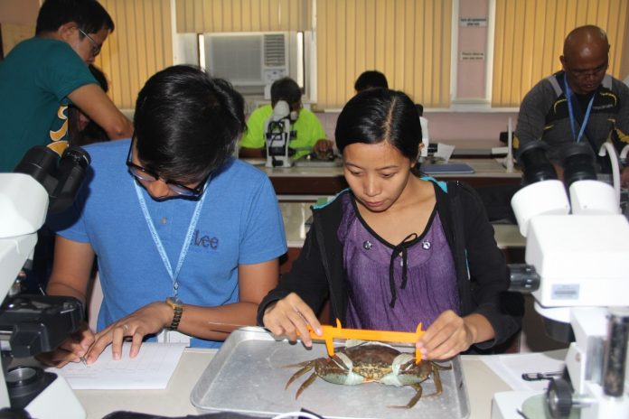 Environment - SEAFDEC Trainees study the anatomy and physiology of mangrove crab as one of the practical activities of the training course “Mangrove Crab (Mud Crab) Hatchery Operations” held at SEAFDEC/AQD’s Tigbauan Main Station on Aug. 12-Sept. 2, 2019. Photo by SEAFDEC/AQD