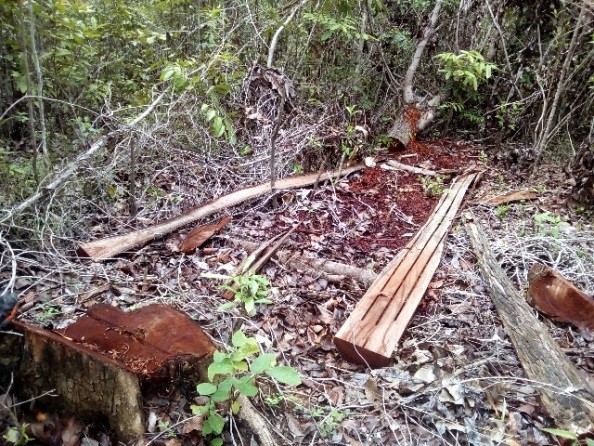Apprehended mahogany lumber in Guimaras Island