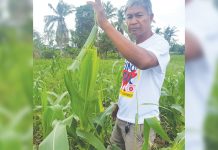Aklan corn farmer wary of fall armyworm attack Farmer Nestor Cesar shows sweet corn leaves partly eaten by fall armyworms at his farm in Barangay Mobo, Kalibo Aklan. JUN AGUIRRE/PN