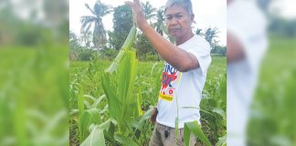 Farmer Nestor Cesar shows sweet corn leaves partly eaten by fall armyworms at his farm in Barangay Mobo, Kalibo Aklan. JUN AGUIRRE/PN