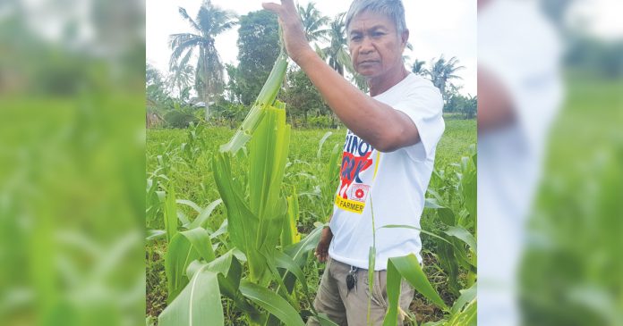 Farmer Nestor Cesar Armyworms Farmer Nestor Cesar shows sweet corn leaves partly eaten by fall armyworms at his farm in Barangay Mobo, Kalibo Aklan. JUN AGUIRRE/PN