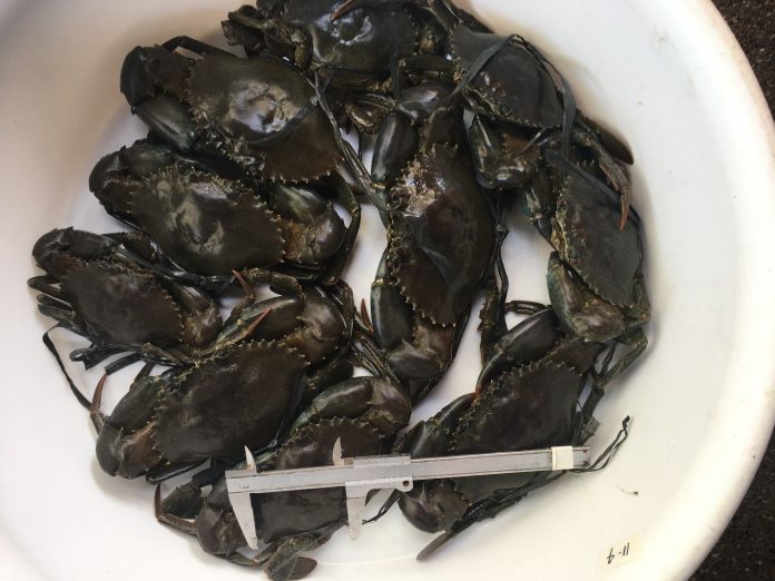 Market-sized mangrove crabs harvested from SEAFDEC’s Dumangas Brackiswater Station. Photo courtesy of SEAFDEC/AQD.