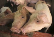 NegOcc hog raisers urged to sustain efforts vs ASF The Department of Agriculture asks for additional funding from the government as it tries to address the recent African swine fever outbreak in a town in Davao Occidental. APNEWS