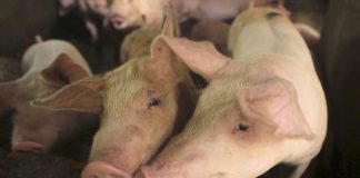 The Department of Agriculture asks for additional funding from the government as it tries to address the recent African swine fever outbreak in a town in Davao Occidental. APNEWS