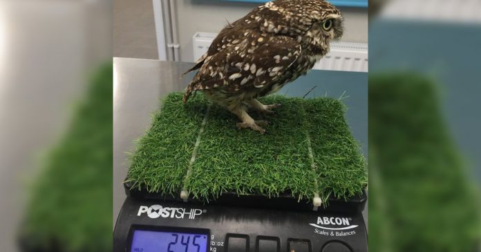 This owl is put on a “strict diet” to lose 20 to 30 grams. SUFFOLK OWL SANCTUARY